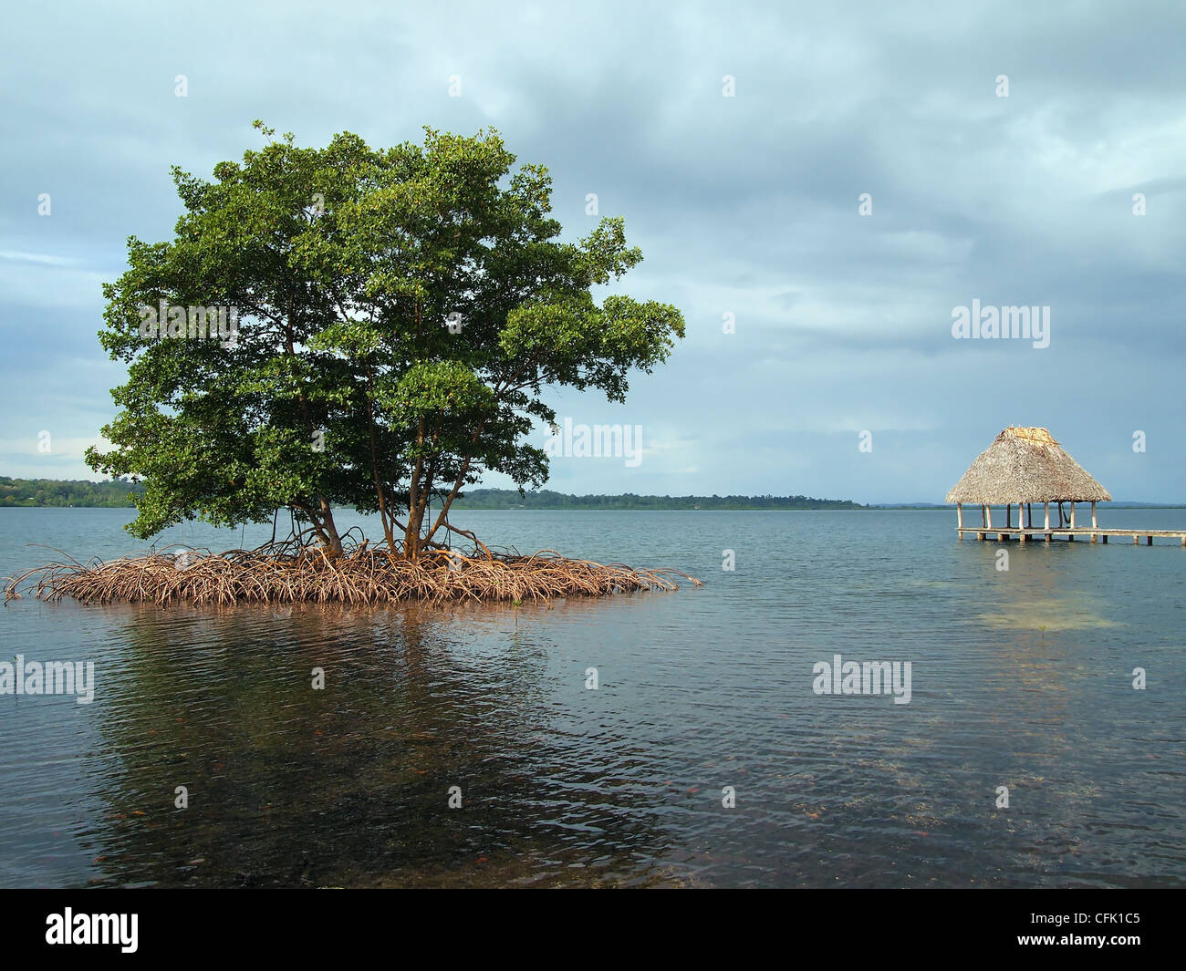 Kleine Inselchen Mangrove Tree mit einer strohgedeckten Hütte über Wasser im Hintergrund, Archipel Bocas del Toro, Mittelamerika, Panama Stockfoto