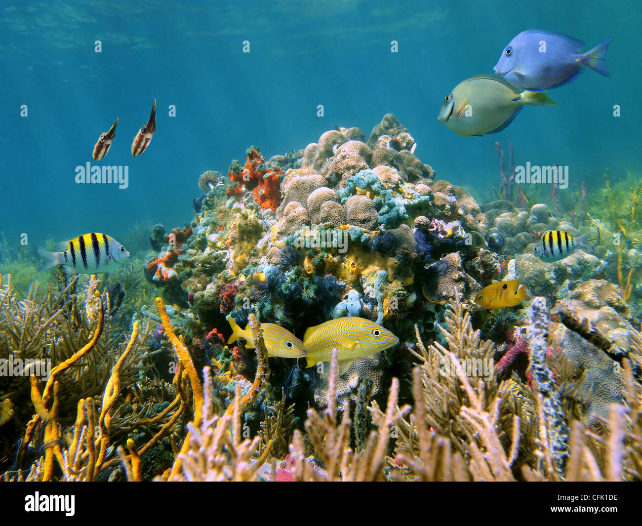 Seichten Korallenriff Unterwasser Meer und seine Bewohner, tropische Fische, Tintenfisch und bunte Schwämme, Karibik Stockfoto
