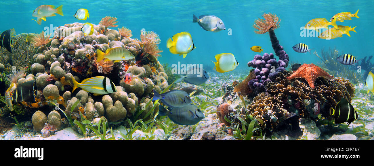 Unterwasser Panorama in einem seichten Korallenriff mit bunten tropischen Fischen und Meerestieren Stockfoto