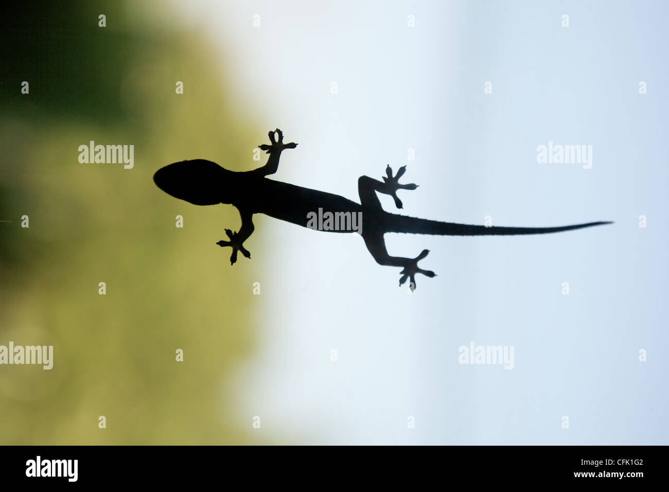 Ein Gecko stecken in einem Fenster von unten gesehen. Stockfoto