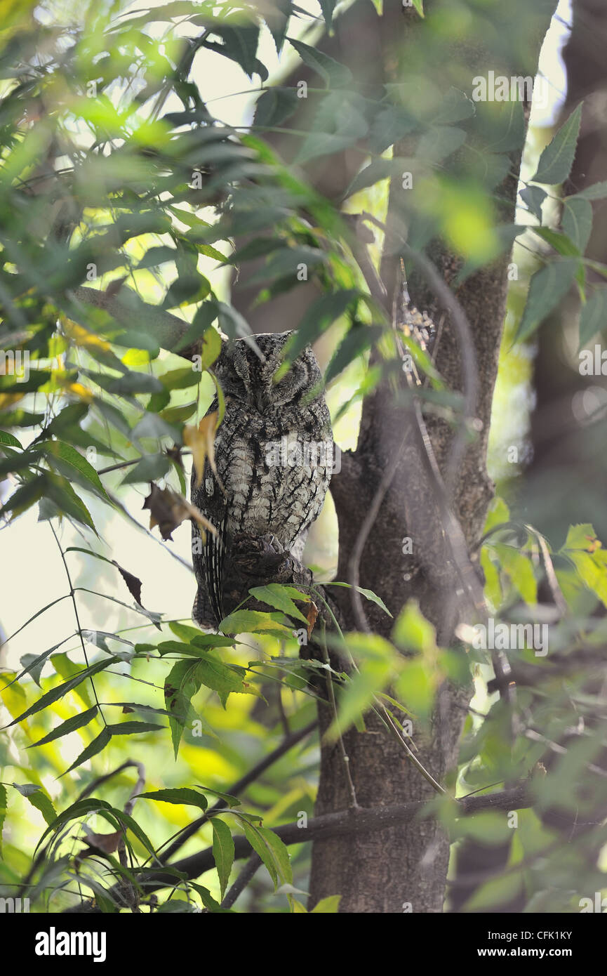 Afrikanische Zwergohreule Eule (Otus Senegalensis) ruht in der Nähe von einem Baumstamm am Lake Baringo Stockfoto