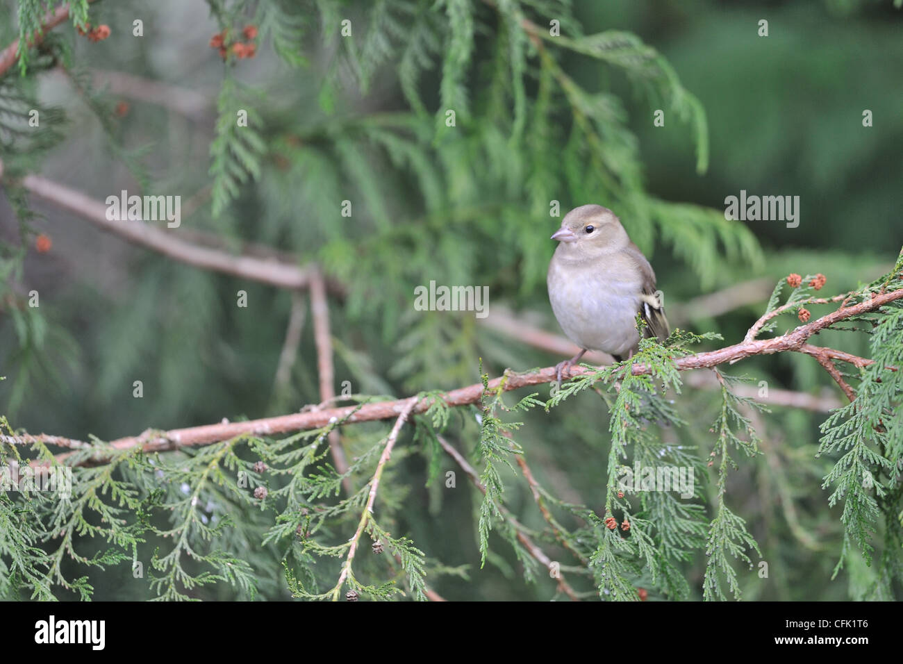 Europäische Buchfink - thront gemeinsame Buchfinken (Fringilla Coelebs) weibliche in einer Tanne Stockfoto