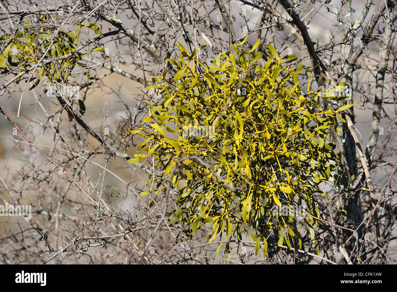 Europäische Mistel (Viscum Album) Hemi-parasitäre Strauch wächst auf Zweigen von einer Pappel im winter Stockfoto
