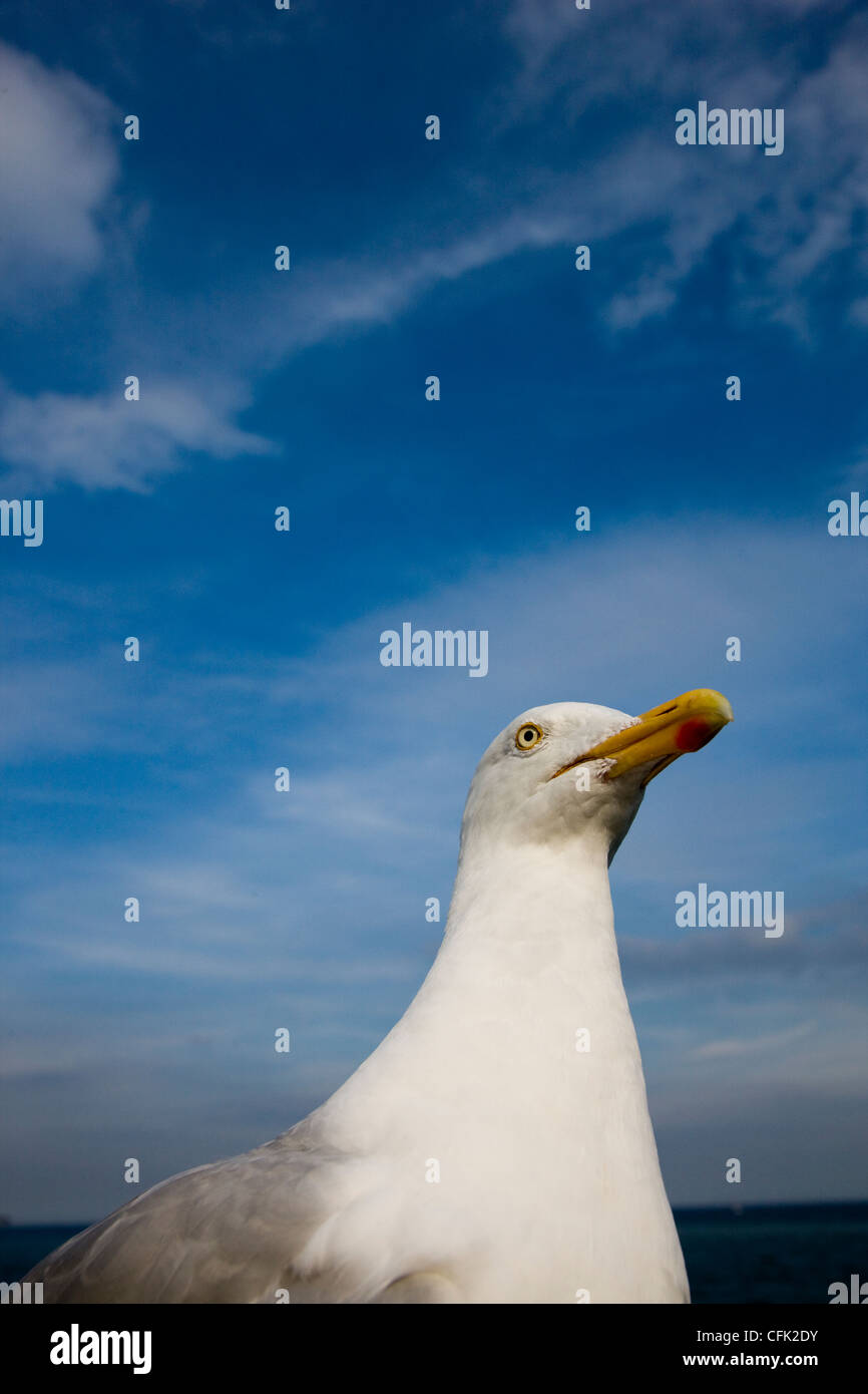 Möwe oder Silbermöwe Ansicht von unten mit sonnigen blauen Himmel und Meer im Hintergrund Stockfoto