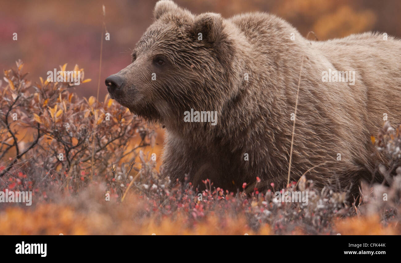 Gizzly Eisbären (Ursus Arctos) Futter unter der Herbst Tundra der Zwerg Willow und Zwerg Birke, Denali-Nationalpark, Alaska. Stockfoto