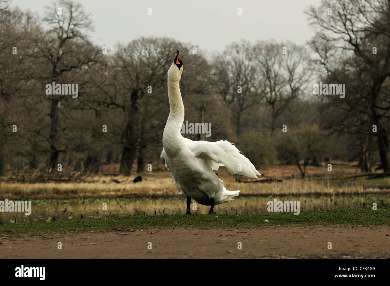 Höckerschwan im Dunham Massey Wasser abschütteln Stockfoto