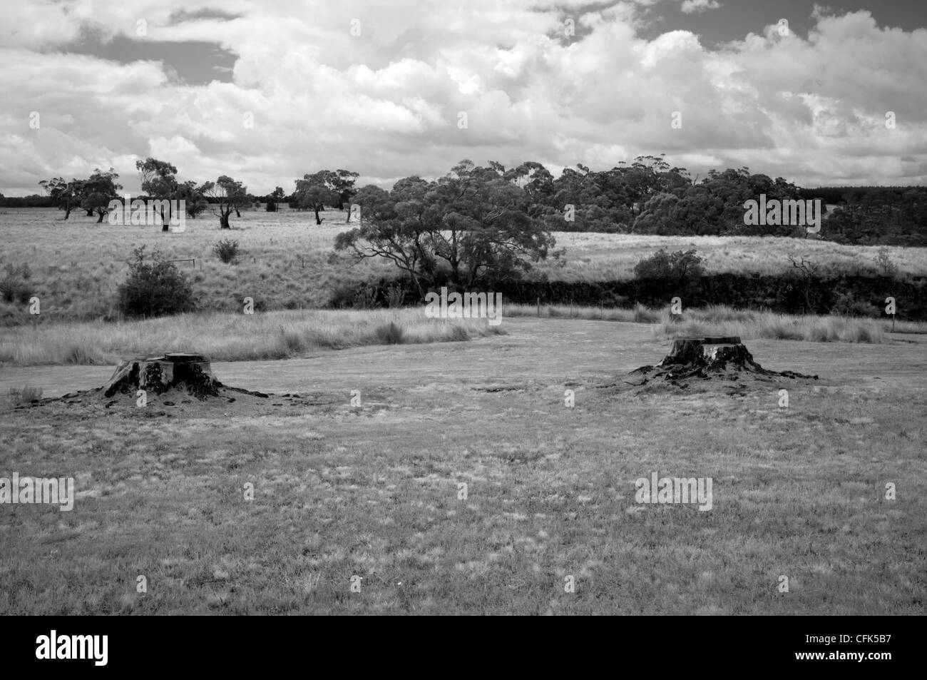 Zwei Baum-Stümpfe auf freiem Feld Stockfoto