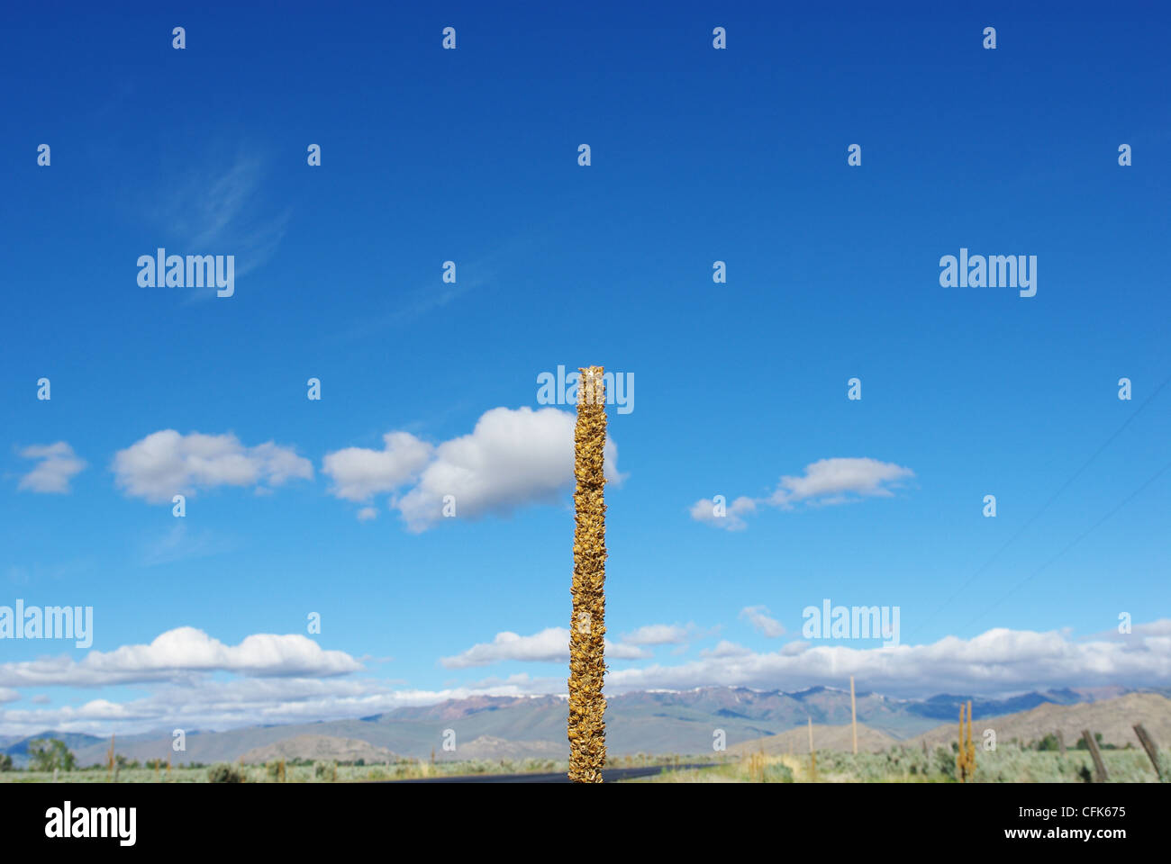 Einsame hohe Prärie-Anlage in der Nähe von Borah Peak, Idaho Stockfoto