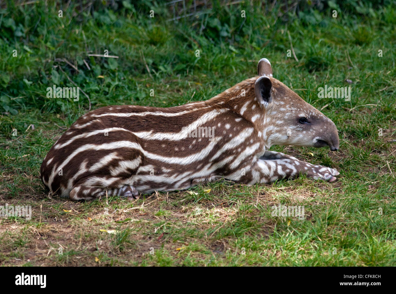 Kalb brasilianische Tapir (Tapirus Terrestris) Stockfoto