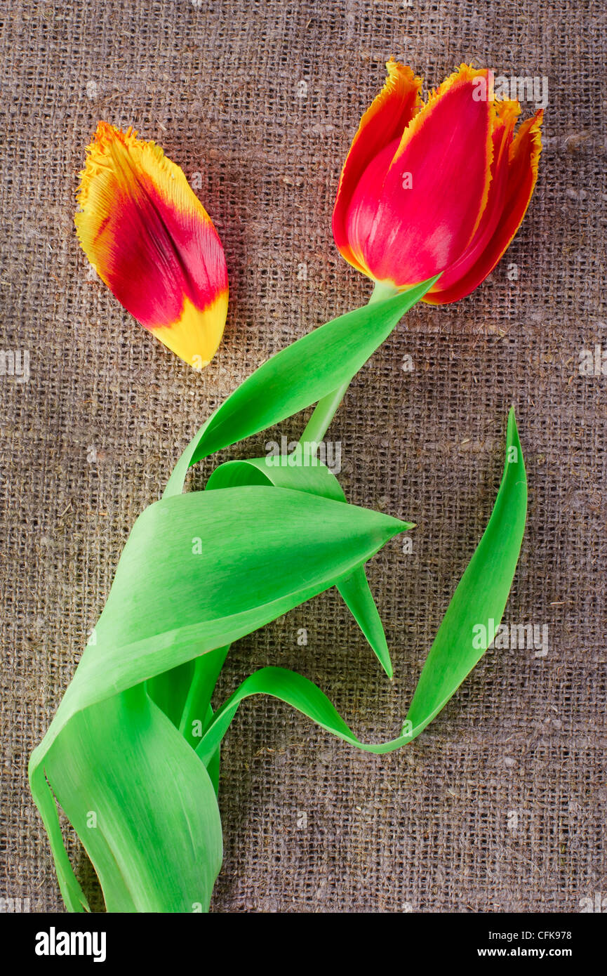 Frühling Tulpe Blume auf Leinwand Hintergrund isoliert Stockfoto