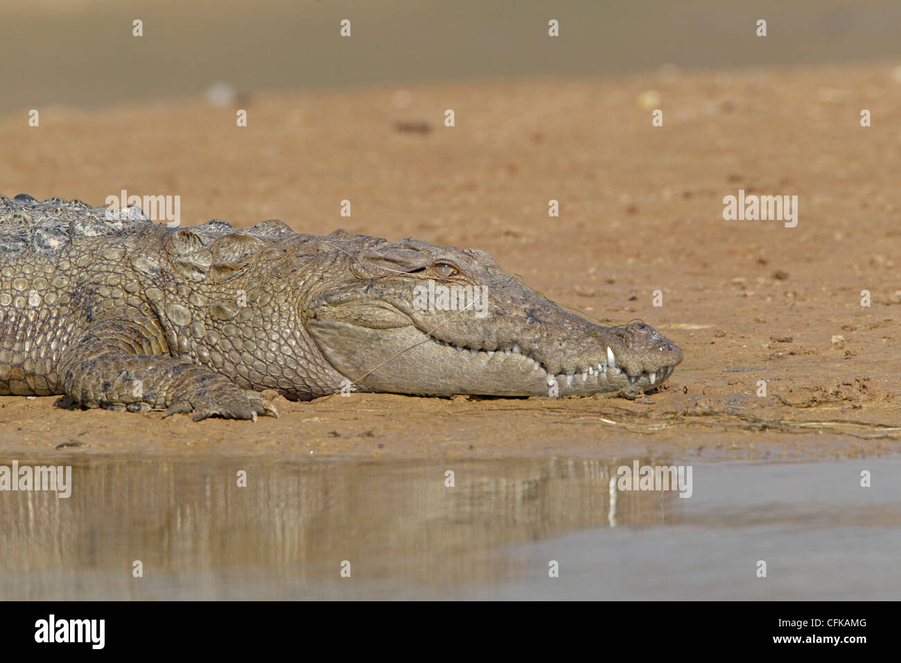 Indische Mugger-Krokodil auf dem Fluss Chambai Stockfoto