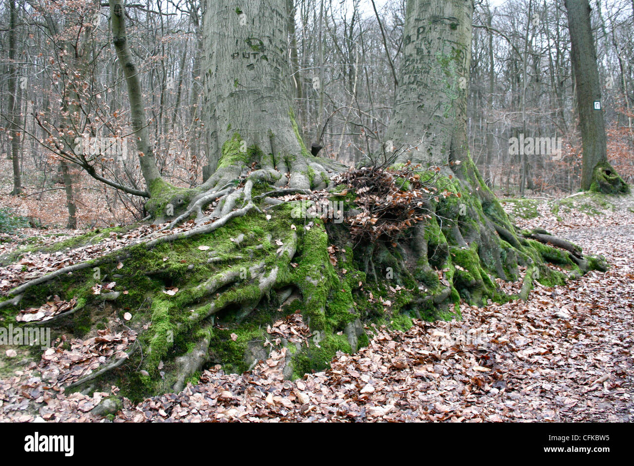 schießen Sie im Wald von versailles Stockfoto