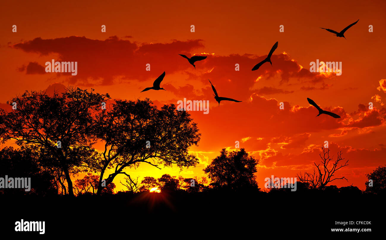 Landschaft von Afrika mit warmen Sonnenuntergang, schöne Natur, dramatische Roter Himmel, Silhouetten Ibis Vögel, Wildtiersafaris Stockfoto