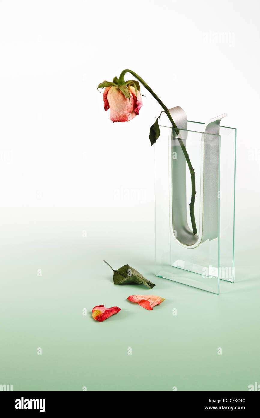 Welke Rose in Glasvase Stockfoto