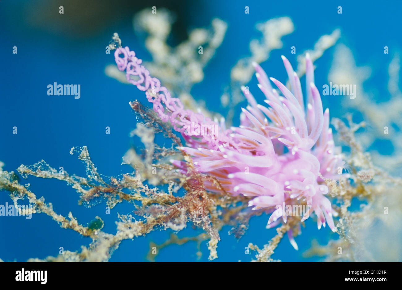 Schöne lila marine Nacktschnecke, Flabellina Affinis, vom Mittelmeer entfernt. Stockfoto