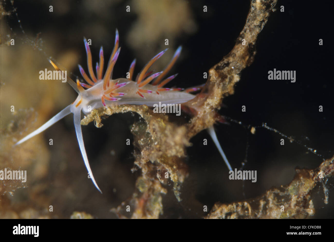 Migration von Aeolid, Cratena Peregrina, eine gemeinsame Nacktschnecken
