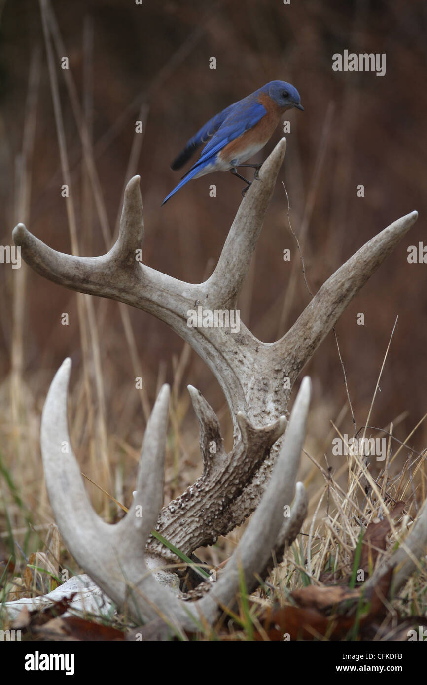 Bluebird am Hirschgeweih Kentucky Stockfoto