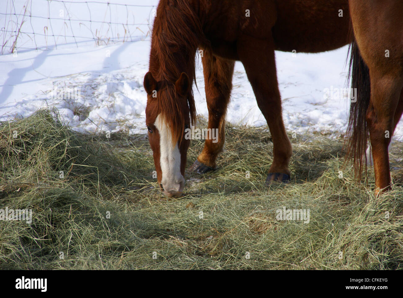 Braune Pferd Weiden im Winter Weide, in der Nähe von Baggs, Wyoming, Rocky Mountain west Stockfoto