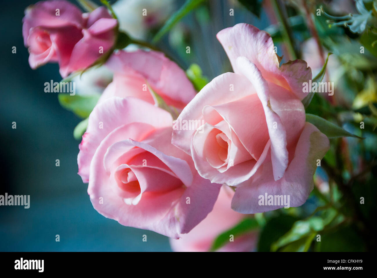 Detail der hübschen rosa Rosenstrauß Stockfoto