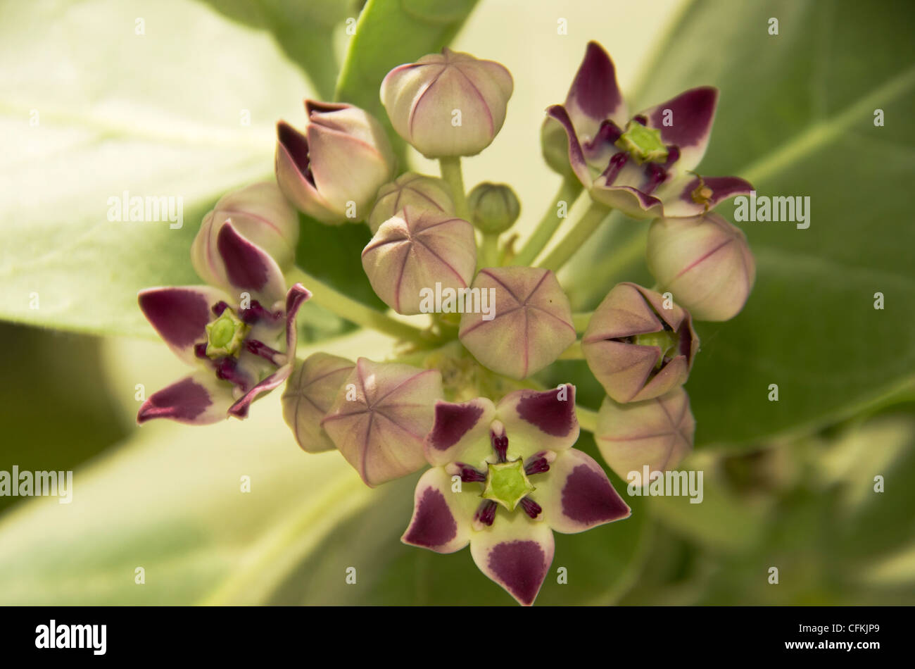 Blume des Sodom-Apfelbaums (Calotropis procera) Kololi Gambia Westafrika. Februar 2012 Stockfoto