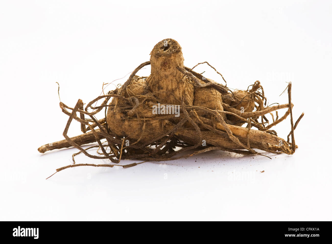 Dahlie Knolle, klassische Rosamunda, vor einem weißen Hintergrund. Stockfoto