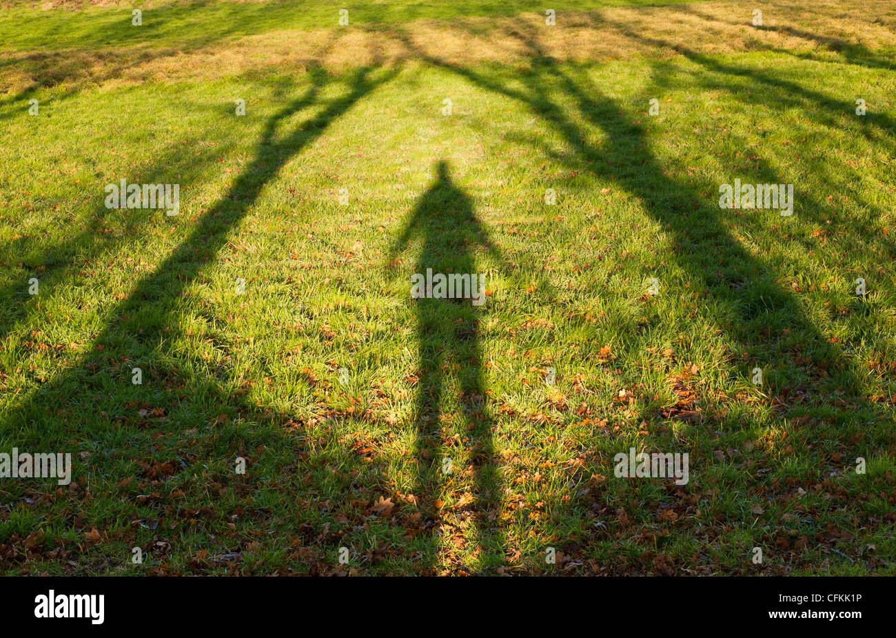 Schatten einer Person stehen zwischen den Bäumen auf dem Land UK Stockfoto