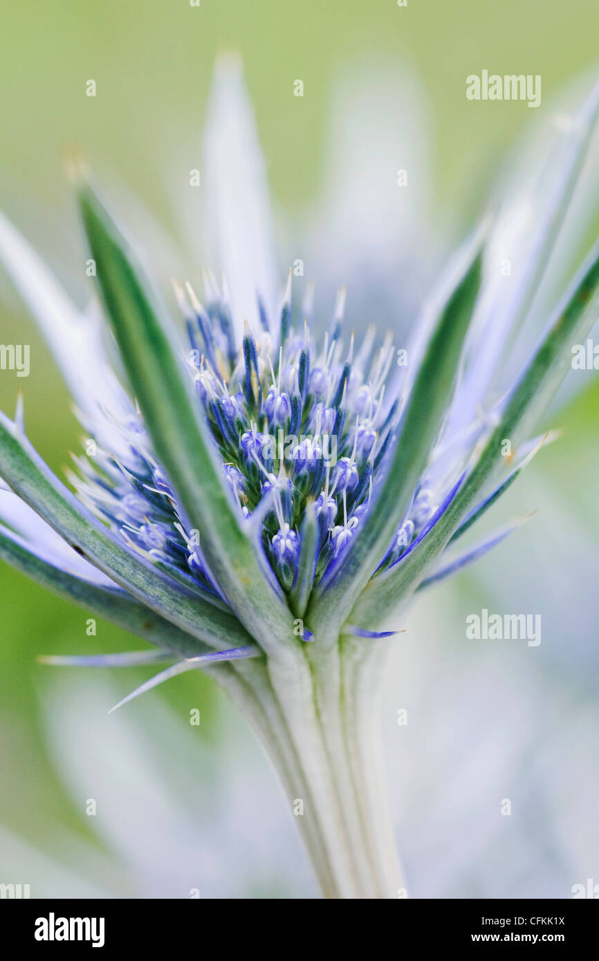 Eryngium Bourgatii. Nahaufnahme von Meer-Holly Blume. Stockfoto Eryngium Bourgatii. Nahaufnahme von Meer-Holly Blume. Stockfoto