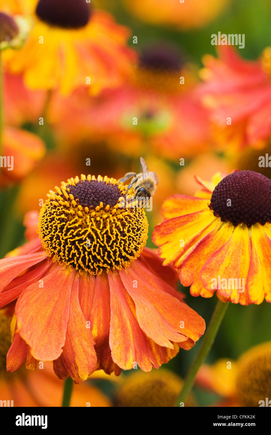 Helenium 'Moerheim Beauty'. Eine Honigbiene auf Sneezeweed Blumen im Garten. Stockfoto