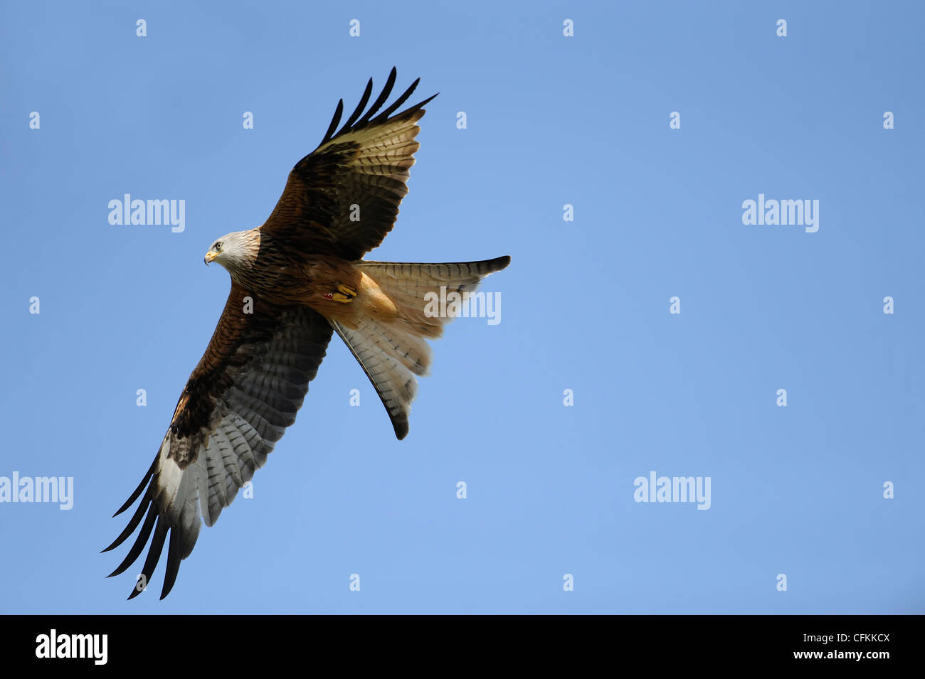 Rotmilan im Flug Stockfoto