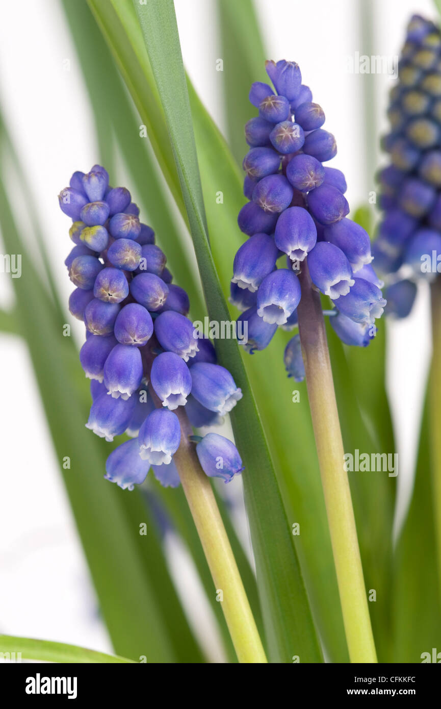 Muscari oder Trauben Hyazinthe Blumen Stockfoto