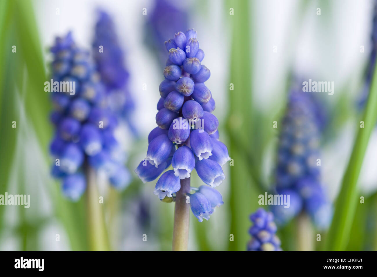 Bloomique Muscari Mix 50 Stück - Traubenhyazinthen Blumenzwiebeln