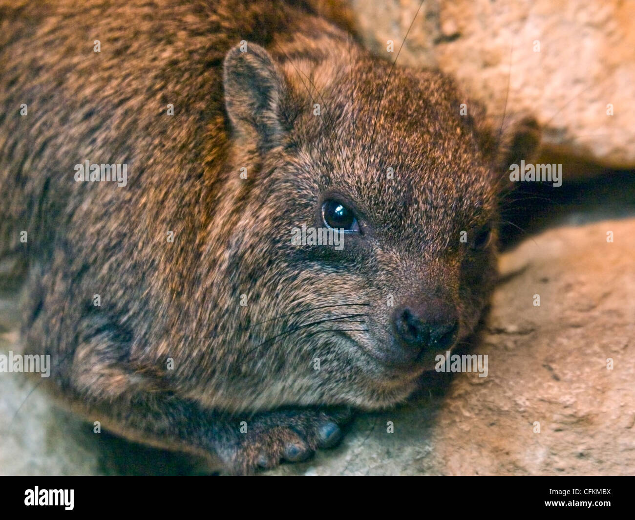 Rock oder Cape Hyrax (Procavia Capensis) Stockfoto