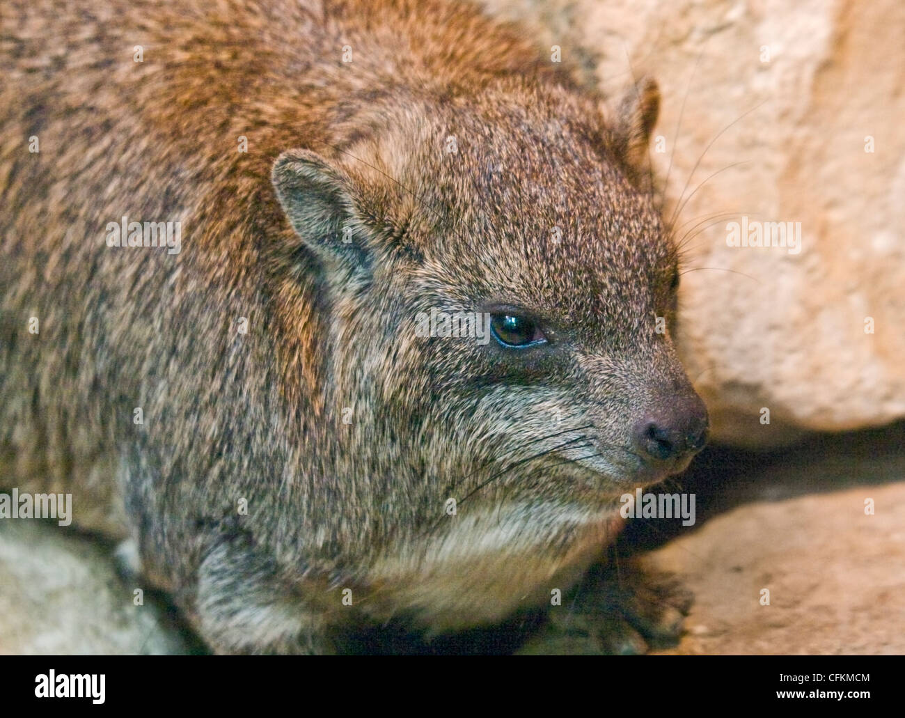 Rock oder Cape Hyrax (Procavia Capensis) Stockfoto