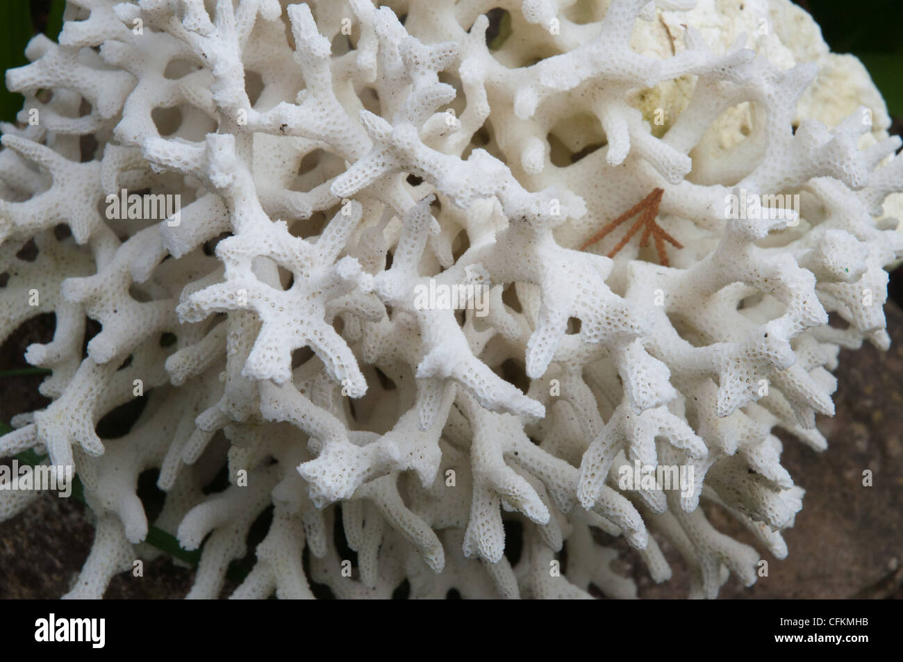 weiße Koralle (Changle Pilz) (Clavulina Coralloides) Stockfoto