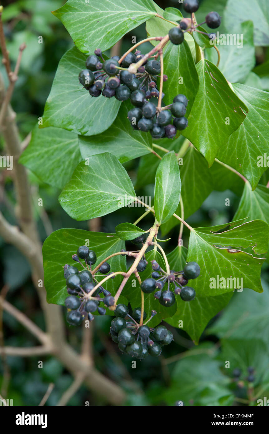 Schwarze efeu beeren -Fotos und -Bildmaterial in hoher Auflsung  Alamy