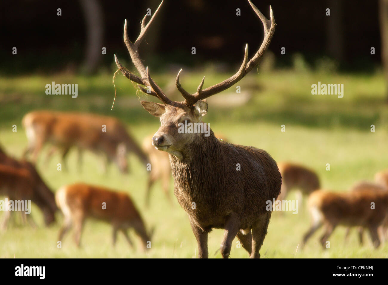 Rothirsch Hirsch Cervus Elaphus Stockfoto