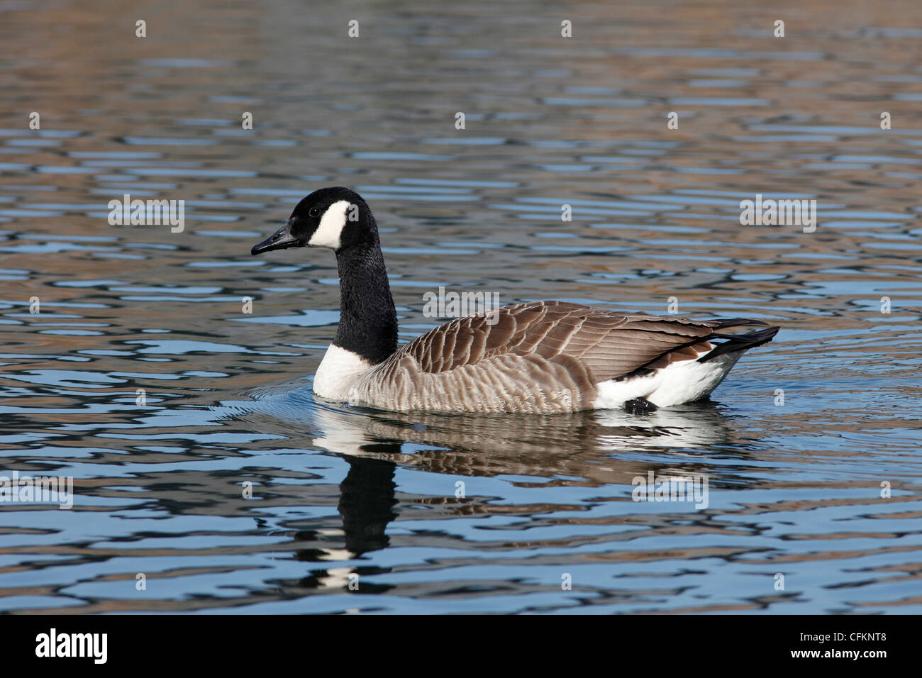 Kanada-Gans Stockfoto
