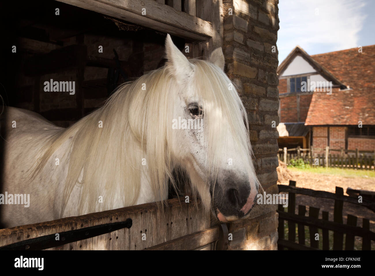 Warwickshire, Wilmcote, Ardens Bauernhof poking Pferdekopf aus Stall Stockfoto