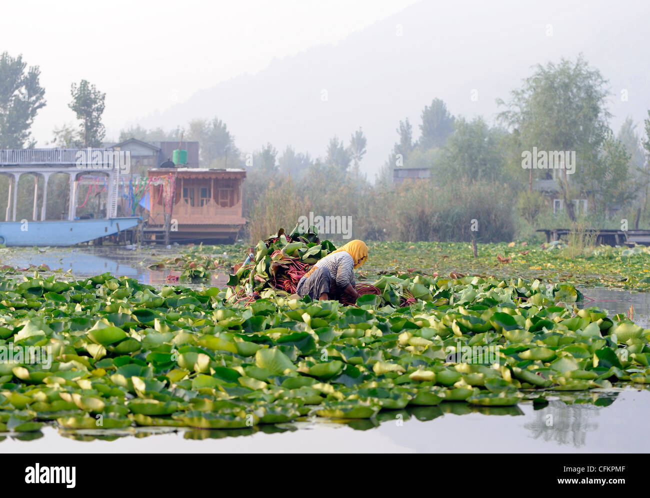 Eine Frau in einem flachen Boot sammelt Lotusblätter und Stiele für Futter in den frühen Morgennebel über Dal-See. Stockfoto