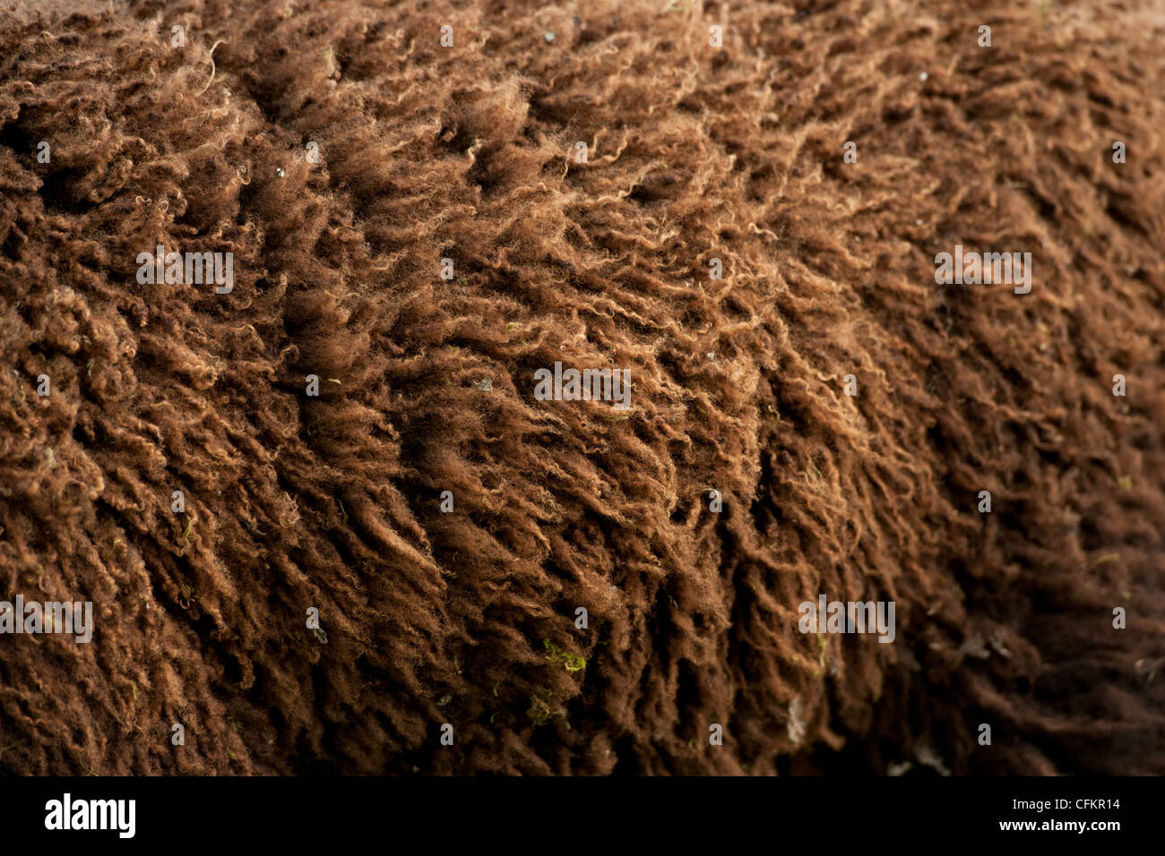 Detail der Schafe Haut oder Wolle (Ovis Aries) Stockfoto