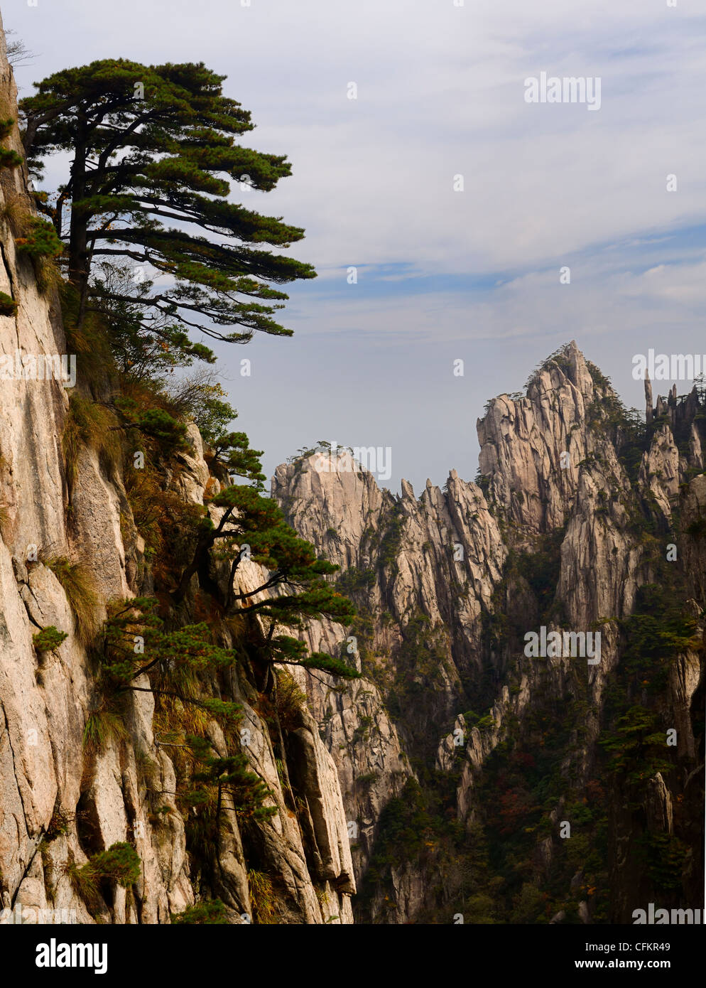 Pinien am Anfang glauben Peak mit Stalagmiten Bande am gelben Berg Huangshan China Stockfoto