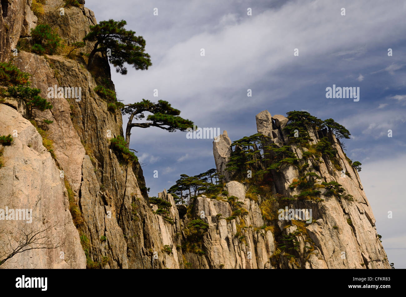 Kiefern wachsen auf Felsen von Anfang an Glauben Peak am gelben Berg Huangshan Volksrepublik China Stockfoto