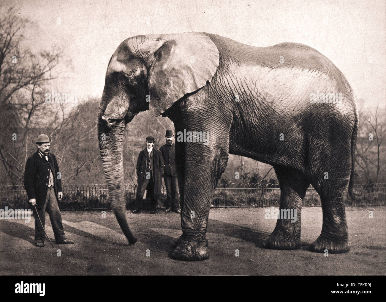 der-gr-te-bekannte-elefant-jumbo-stockfotografie-alamy