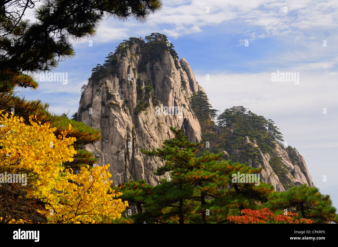 Pinien und gelbe Blätter fallen auf Fairy Maiden Höhepunkt am Huangshan Yellow Mountain Volksrepublik China Stockfoto