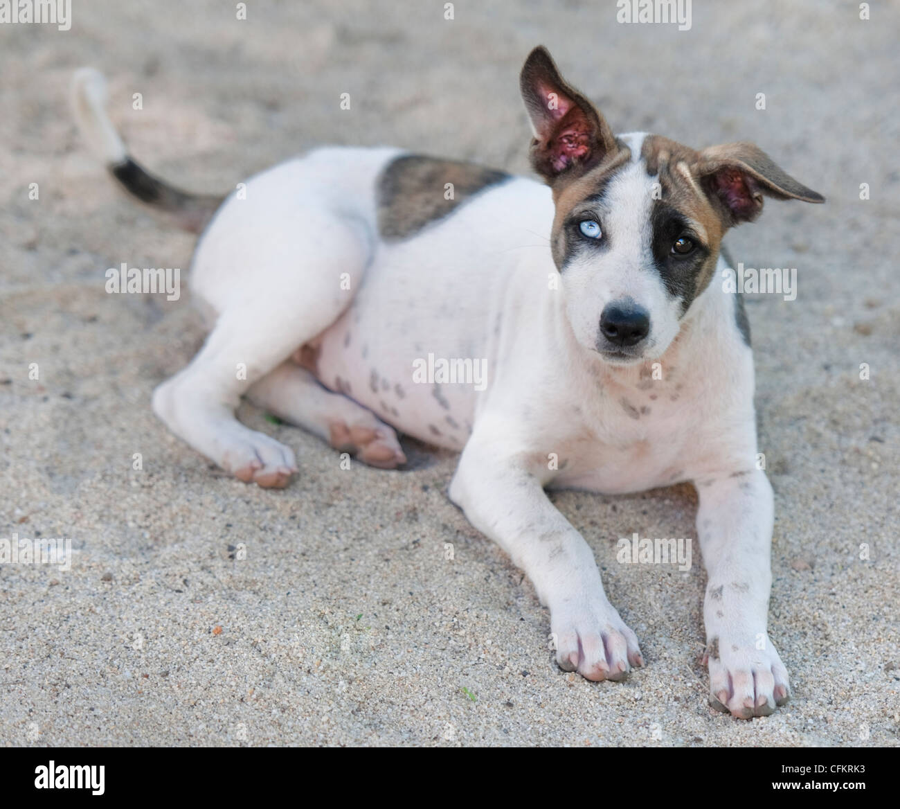 Eine Hälfte blinder weißer und brauner Tempel Hund mit verstümmelten Ohr suchen sehr traurig liegen auf Sand mit Kopf leicht gespannt. Stockfoto