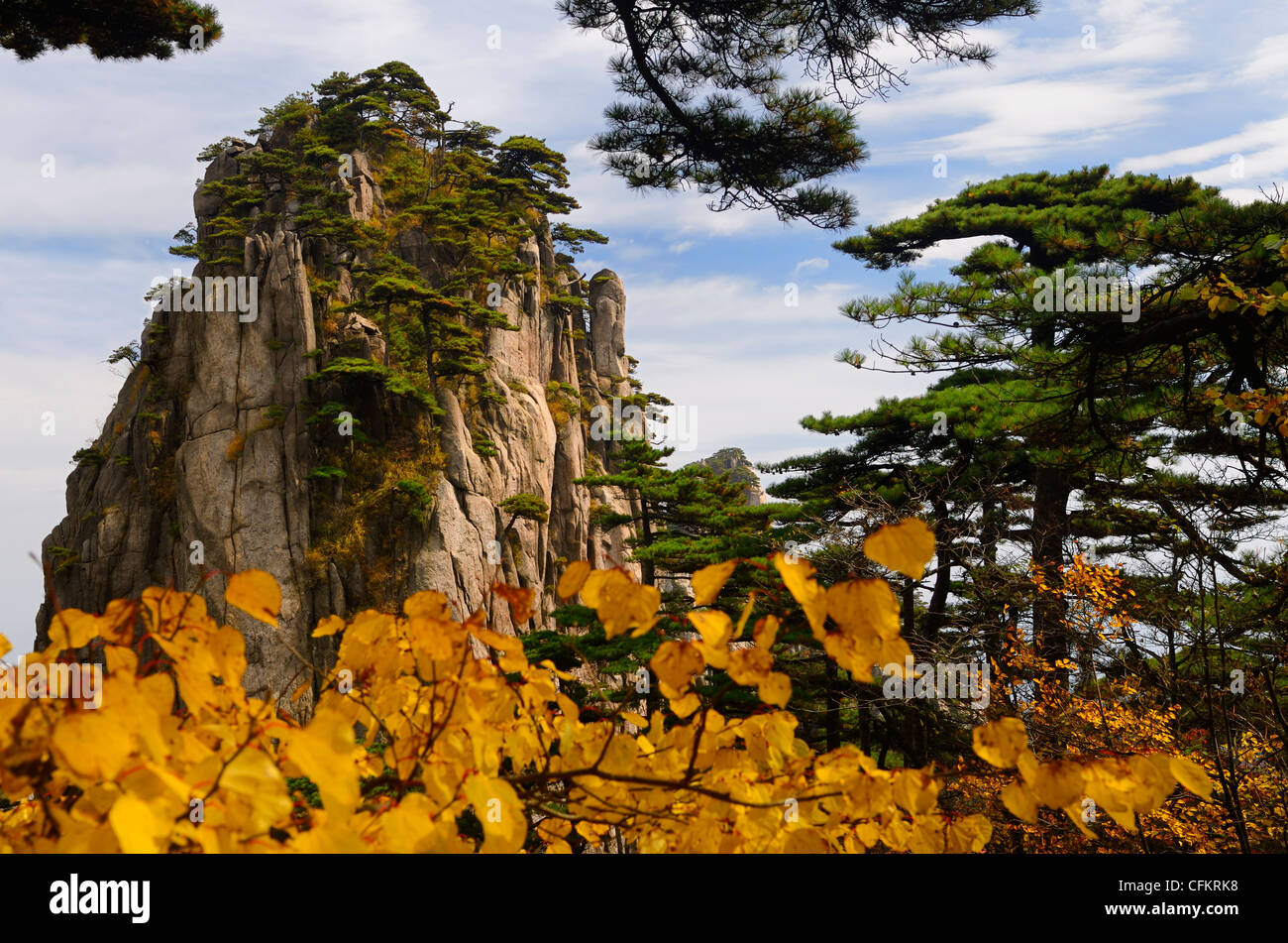 Pinien und gelbe Blätter fallen auf Stalagmit Höhepunkt am Huangshan Yellow Mountain Volksrepublik China Stockfoto