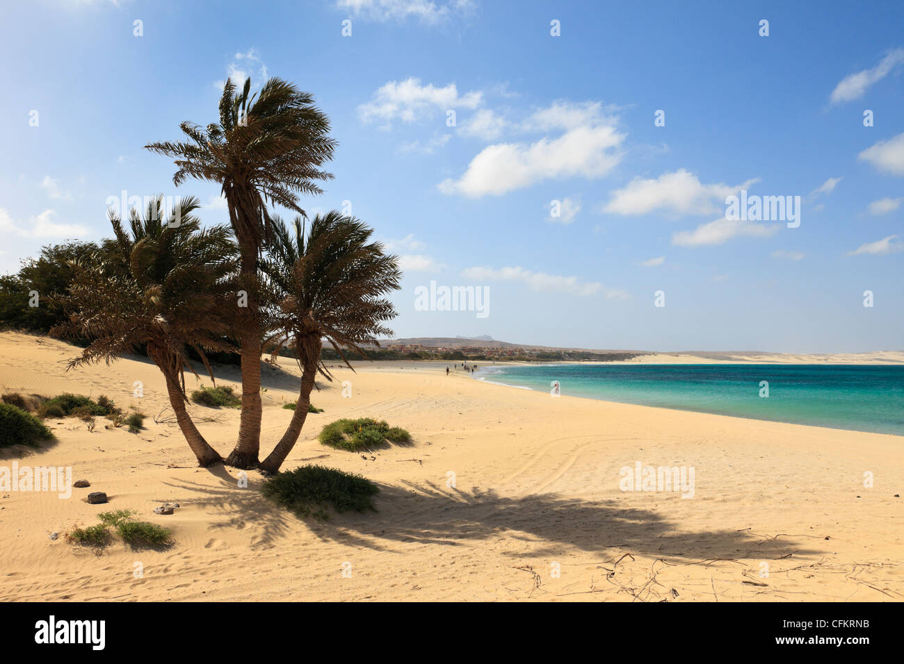 Palmen und Blick entlang der wunderschönen langen Sandstrand. Praia de Chaves, Rabil, Boa Vista, Kap Verde Inseln. Stockfoto