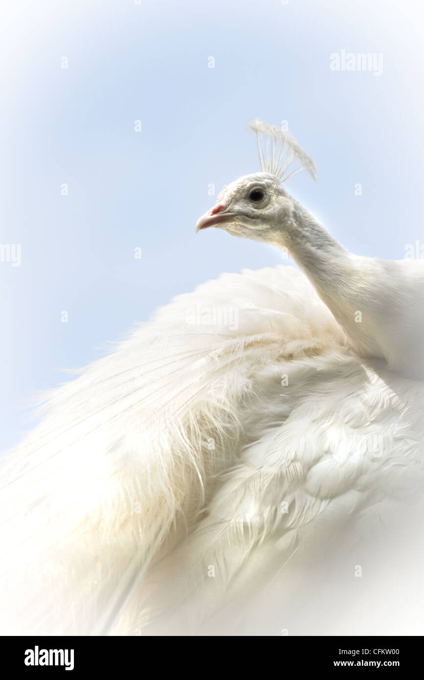 Weißer Pfau oder Pavo Cristatus. Auch als indische Pfau, mit blauem Himmelshintergrund Stockfoto