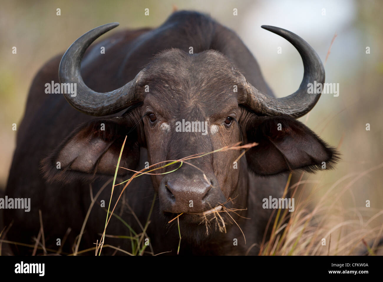 Eine afrikanische oder Kaffernbüffel (Syncerus Caffer) Stockfoto