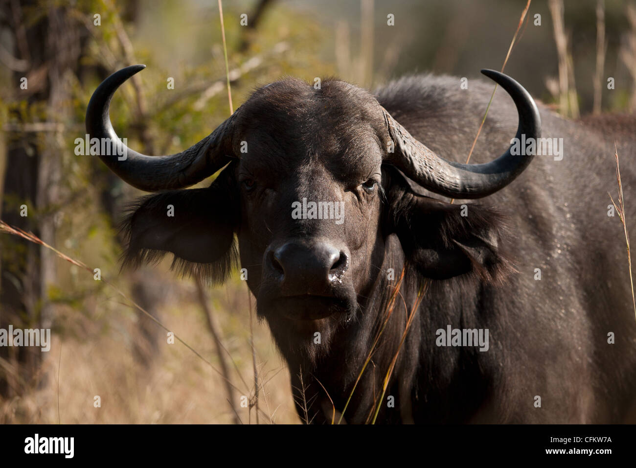 Eine afrikanische oder Kaffernbüffel (Syncerus Caffer) Stockfoto